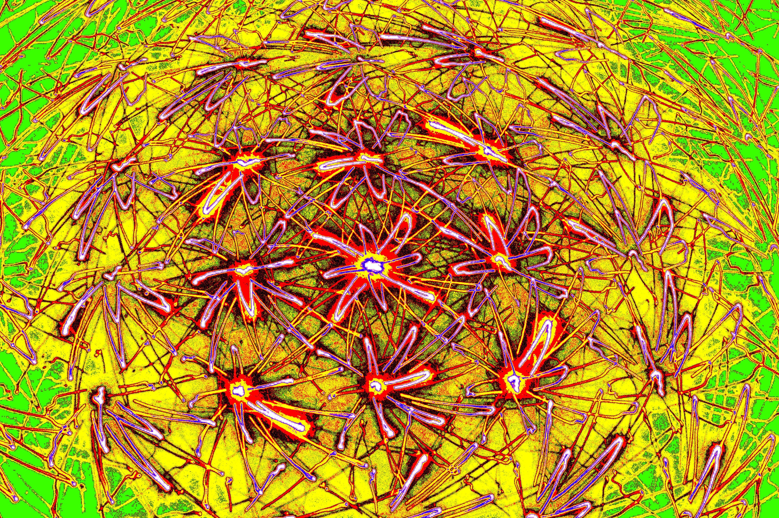 SPINNEN MANDALA — Premium Kunstprint