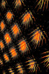 GOLDEN BURST NIGHT — Premium Digitaler Download