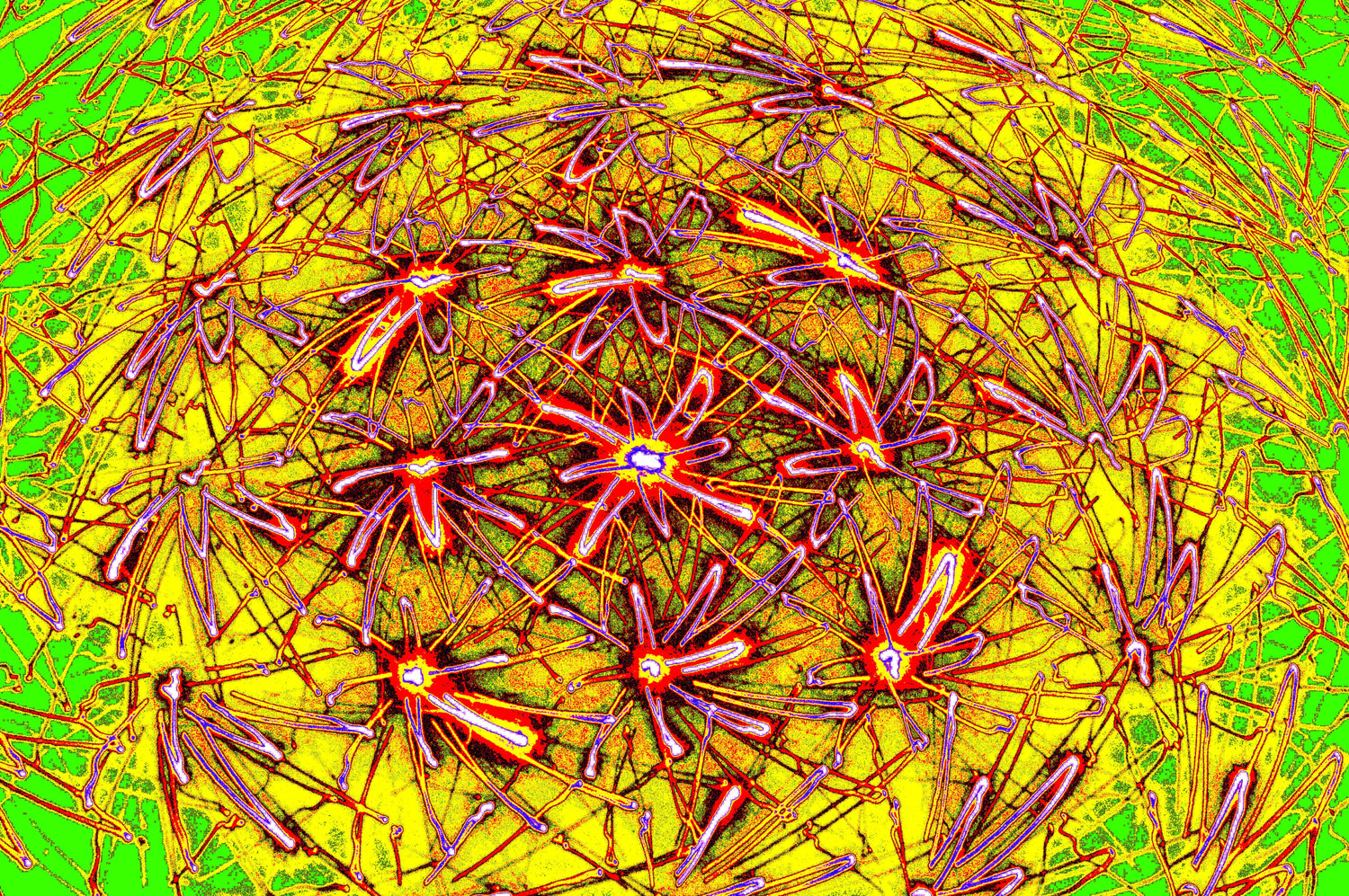 SPINNEN MANDALA — Premium Kunstprint
