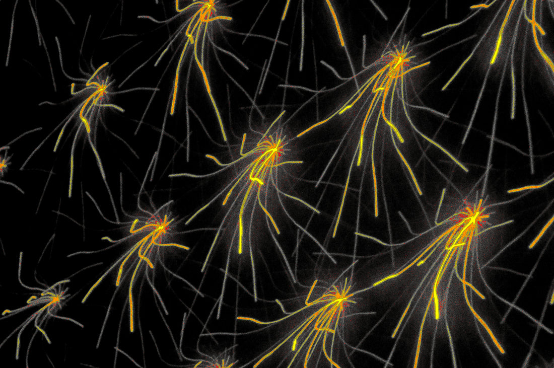NEURAL IMPULSE  Digitale Kunst zum Download