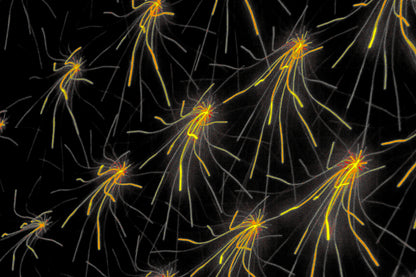 NEURAL IMPULSE  Digitale Kunst zum Download