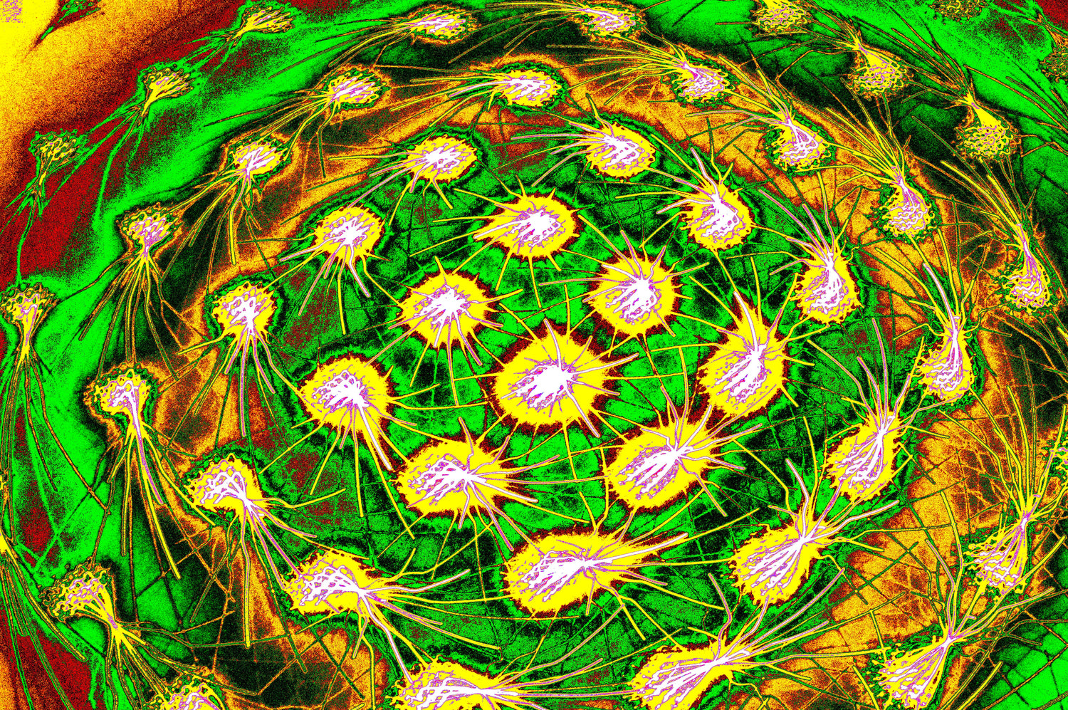 CHROMATISCHER ZELLCLUSTER — Premium Kunstprint