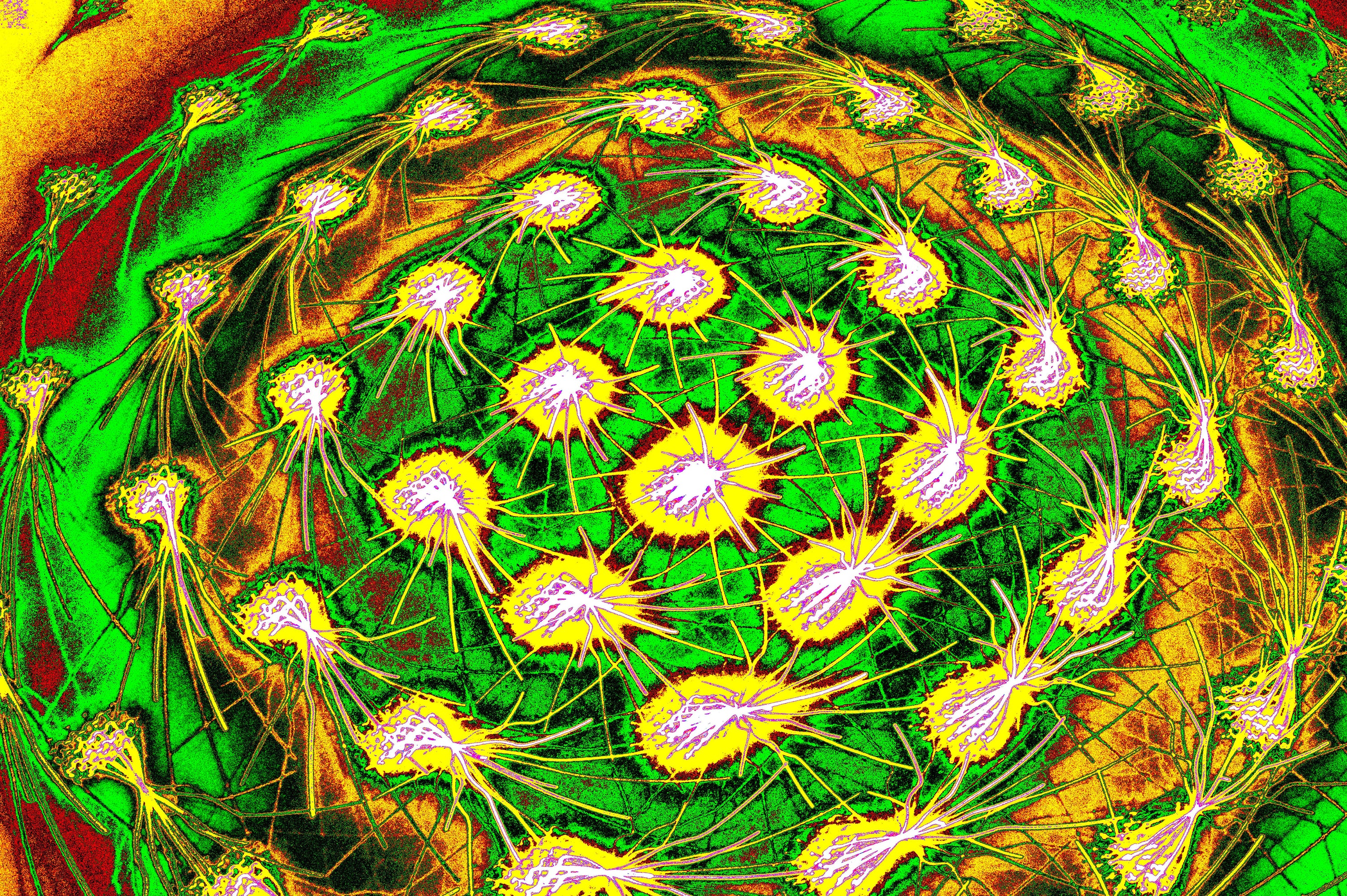 CHROMATISCHER ZELLCLUSTER — Premium Kunstprint