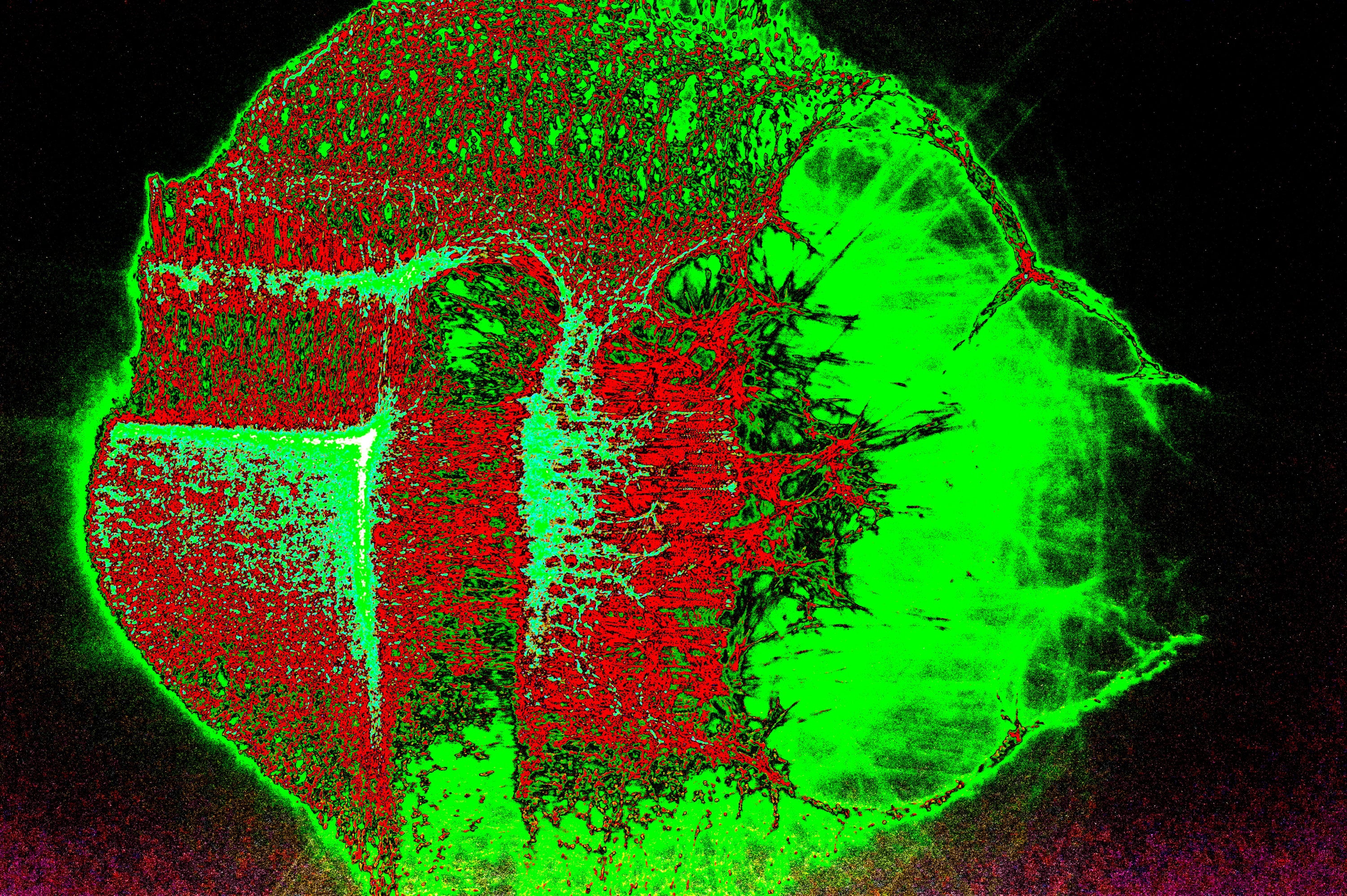 digitale Kunst TOXIC BLOOM