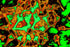 NEON-MAGMAPLATTEN — Premium Kunstprint