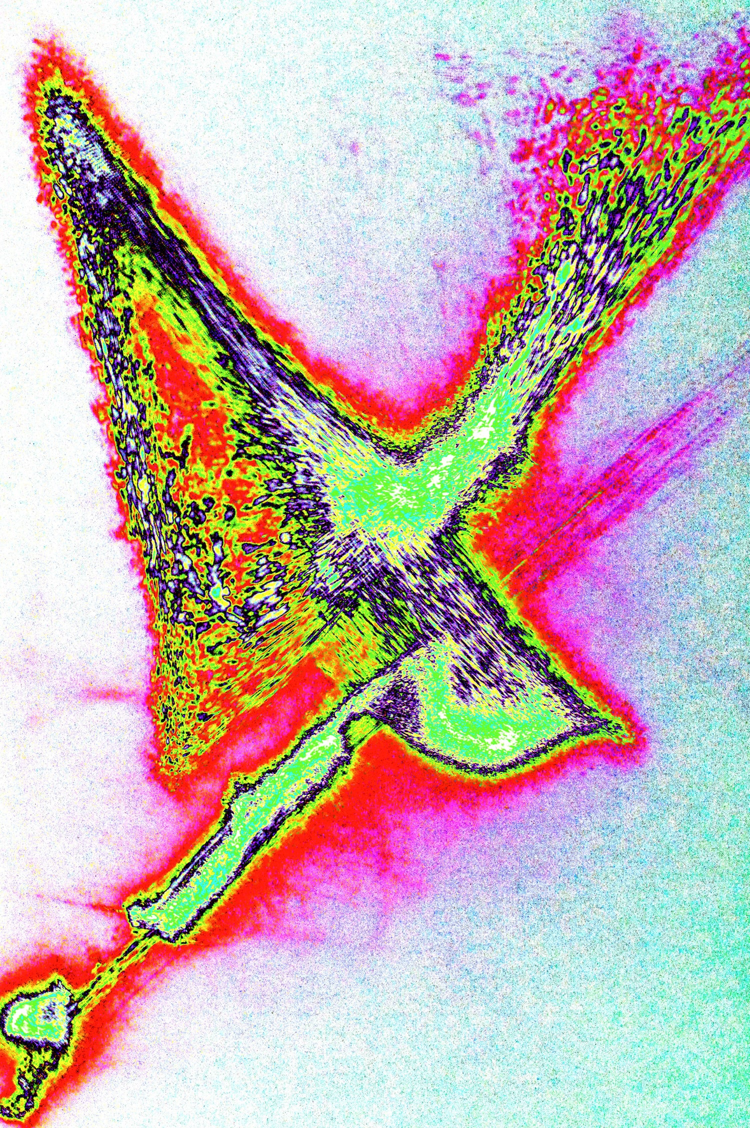 FARBIGER FLIEGENDER VOGEL — Premium Kunstprint