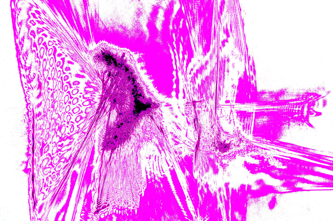 MAGENTA ABSTRACT PULSE — Premium Kunstprint