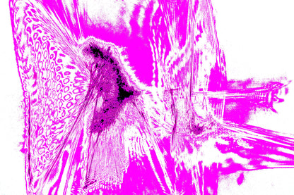 MAGENTA ABSTRACT PULSE — Premium Kunstprint