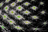 digitale Kunst DARK SPORE