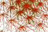 ROTE STERNE NEURONEN — Premium Kunstprint