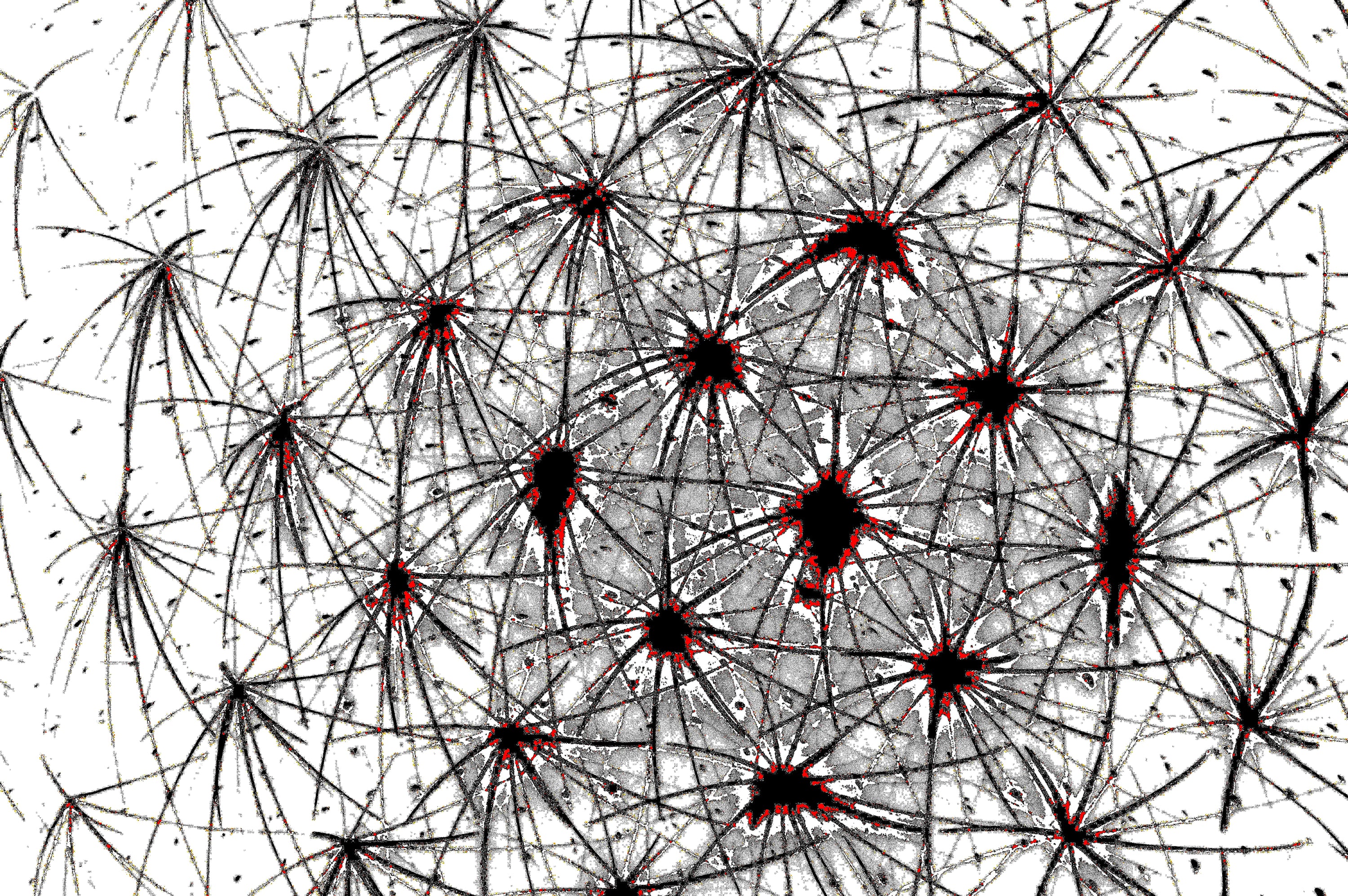 NEURAL WEB — Premium Digitaler Download