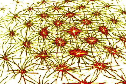 Neural Sparks— Premium Digitaler Download