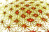 Neural Sparks— Premium Digitaler Download