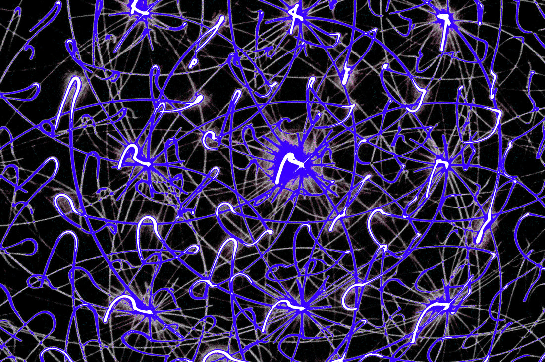COSMIC PULSE WEB — Premium Digitaler Download