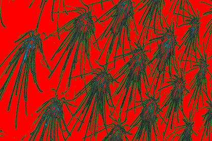 ABSTRAKTE INSEKTENBEWEGUNG — Premium Kunstprint